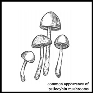 Illustration of Psilocybin Mushrooms