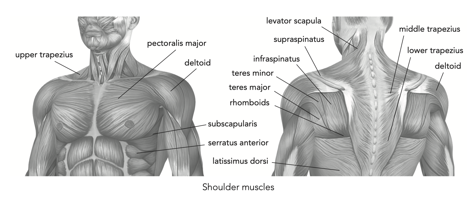 Names Of Muscles In Shoulder / Free Image Gallery / I started this