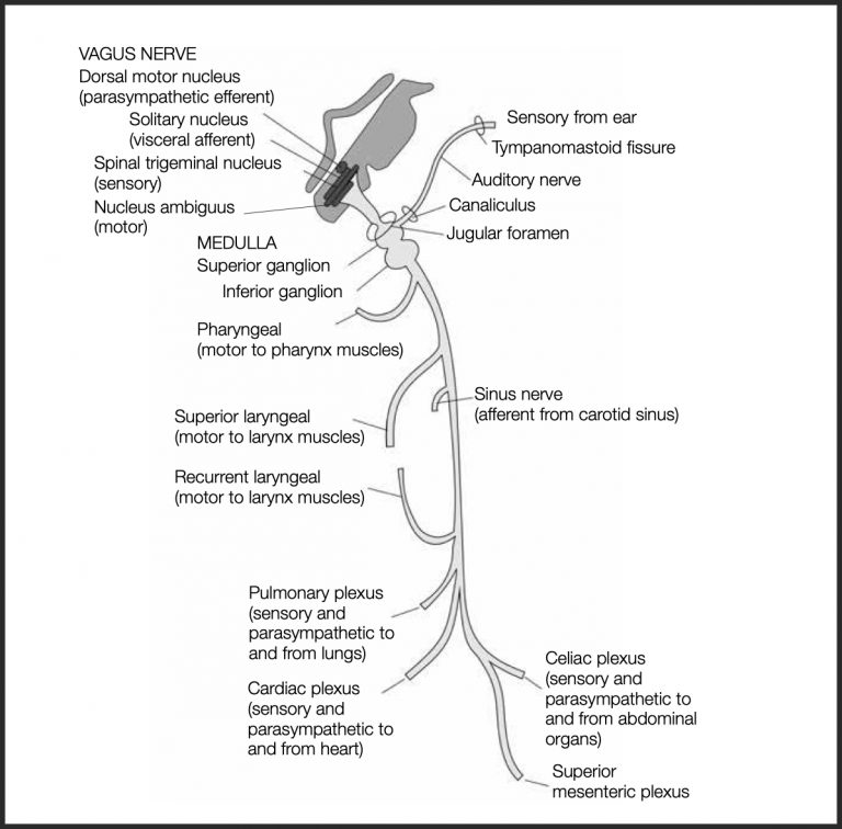 Vagus Nerve Stimulation: A Beginner's Guide | Ulysses Press